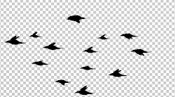 birds flock animation effects