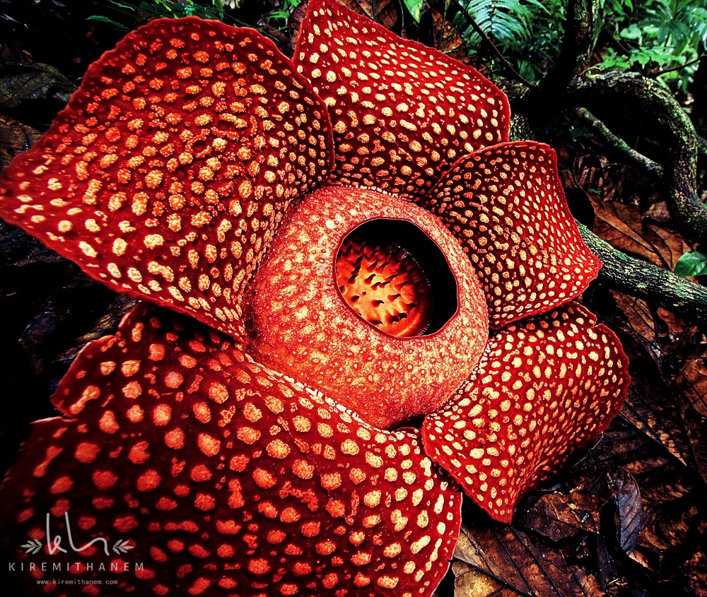 Dünyanın en büyük çiçeği Rafflesia Dünyanın en büyük çiçeği Rafflesia