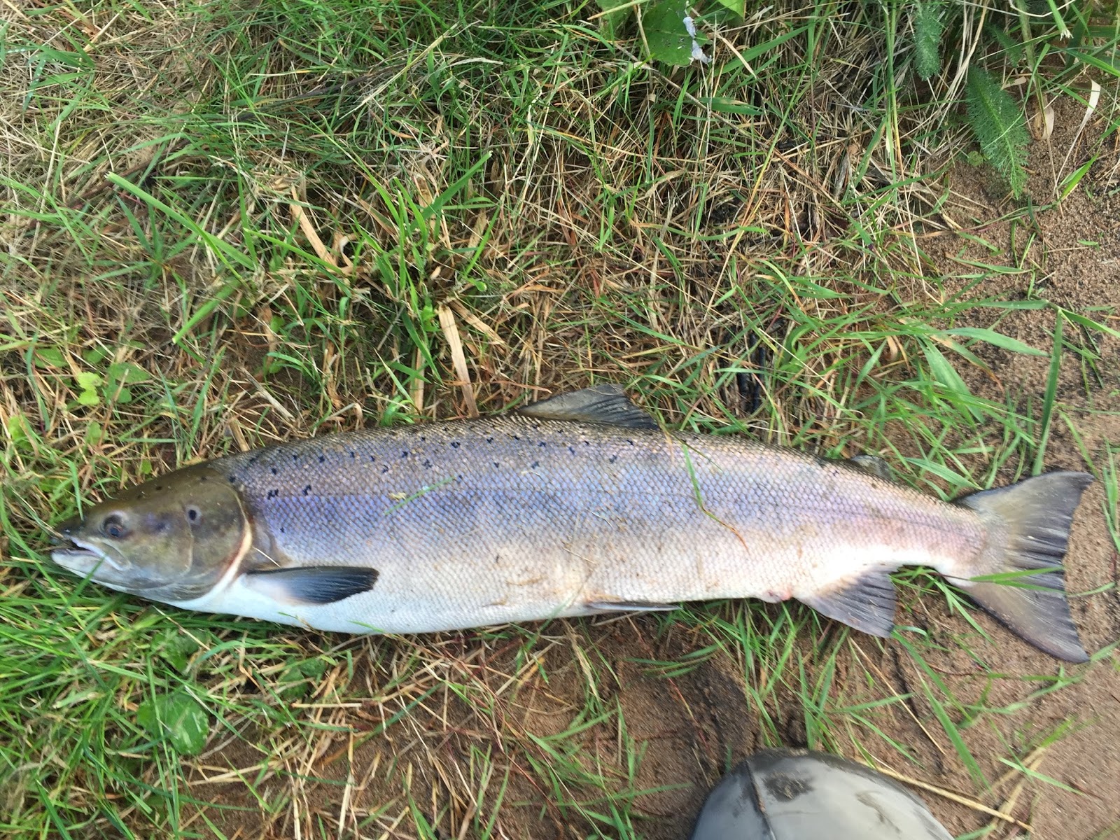 Dee & Don Salmon Fishing 18lb Salmon From The River Dee