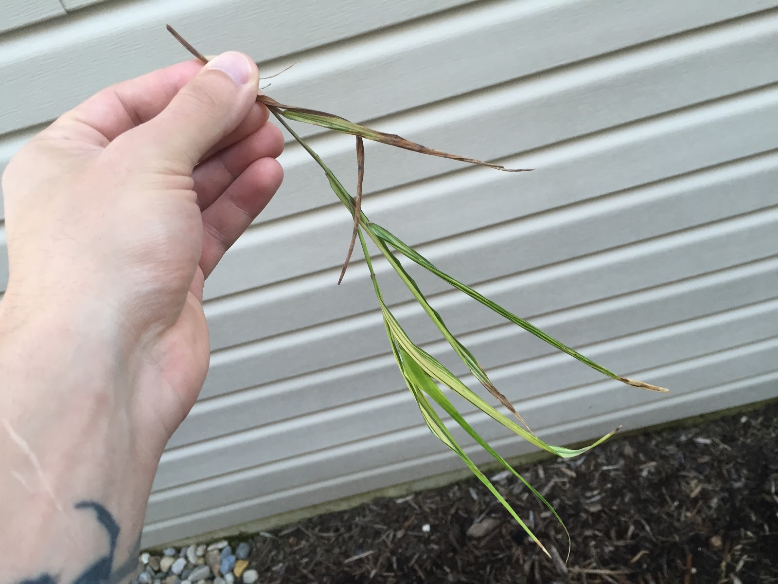 What's Eating My Japanese Forest Grass? [Backyard Neophyte Landscaping