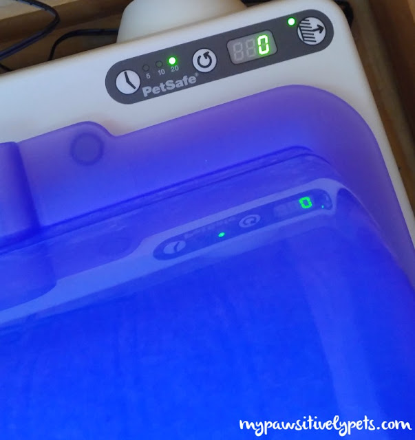 Is It Worth It to Invest in a SelfCleaning Litter Box? Pawsitively Pets