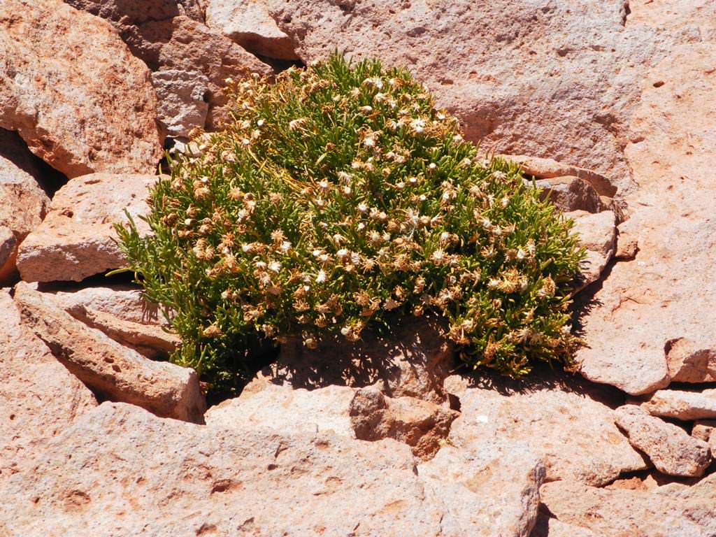 O que fazer no Atacama Salar de Tara O que fazer no Atacama Salar de Tara