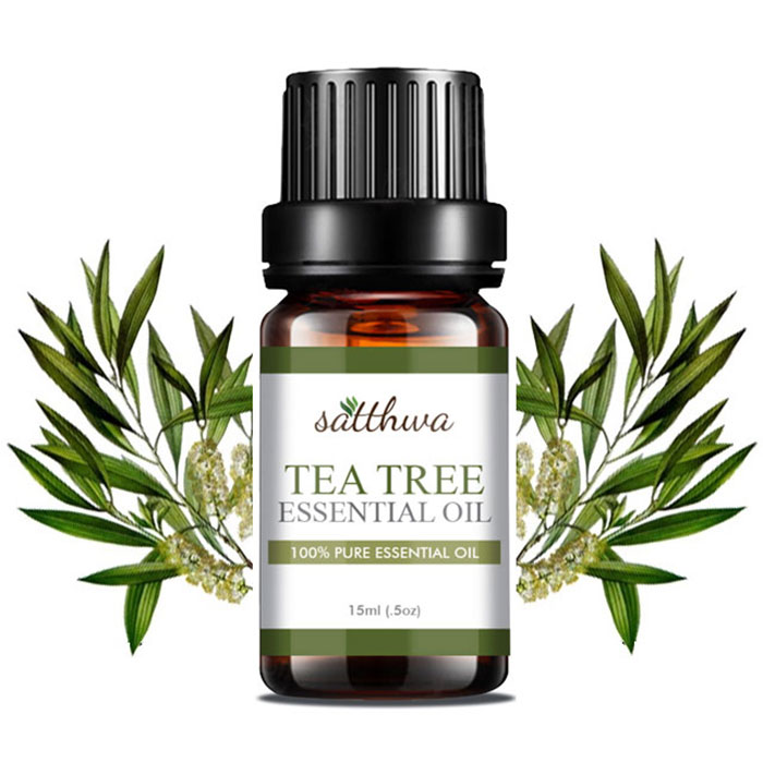 Чайное дерево геншин. Чайное дерево. Tea Tree Oil. Эфирное масло чайного дерева. Tea Tree Essential Oil.
