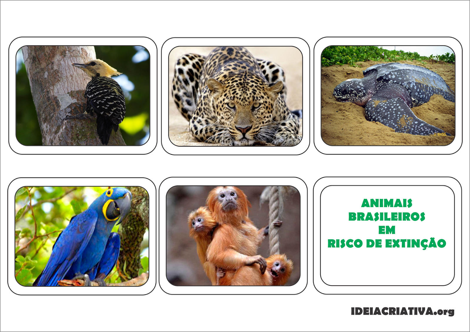 Jogo da Memória Fauna Brasileira