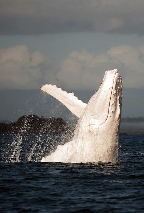 Migaloo, the only known all-white humpback whale Migaloo, the only known all-white humpback whale