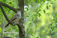 taman burung tmii