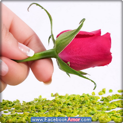 perfil bonitas imagenes poner flores gratis rosas amor mi imagen bonito imagenes tu rosa bonita perfiles flor whatsapp portada inicio