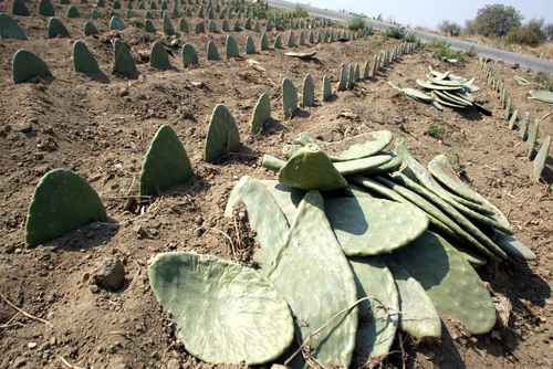 Acusan a China de pretender patentar el nopal Acusan a China de pretender patentar el nopal