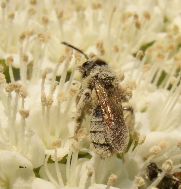 Pollinators Sticky Pollen