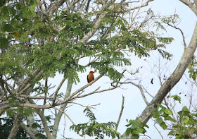 Birdwatching Langkawi