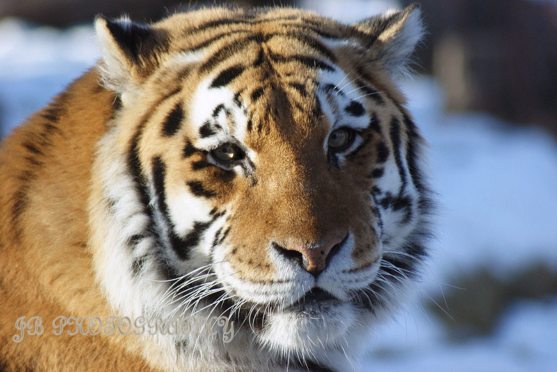 Johnny B's Photography A snow leopard, Tiger and Flower