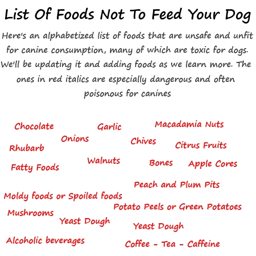 1Betterof food that are (Really) bad for dogs