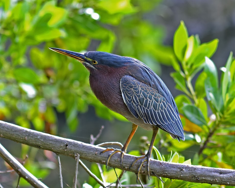 World Beautiful Birds Green Heron Birds Facts & Latest Pictures