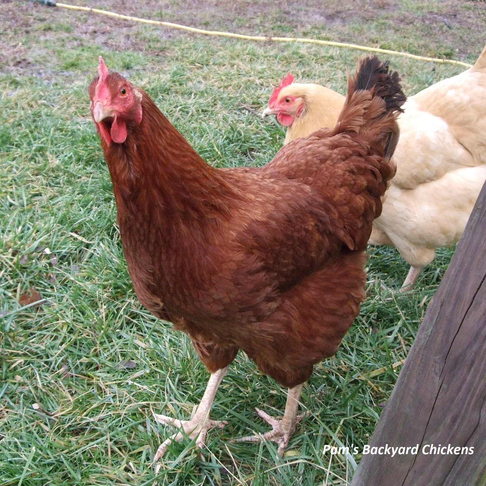 Pam's Chickens: New Chicken - Breed Spotlight