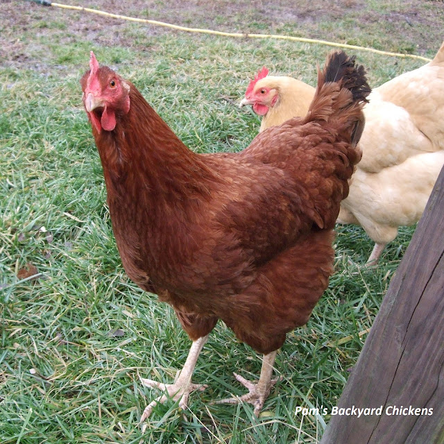 The New Hampshire chicken is a great family-friendly bird that's named for the state where it was developed. This is a good dual-purpose bird that matures early and consistently lays brown eggs.