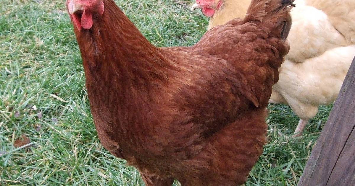 Pam's Backyard Chickens New Hampshire Chicken Breed Spotlight