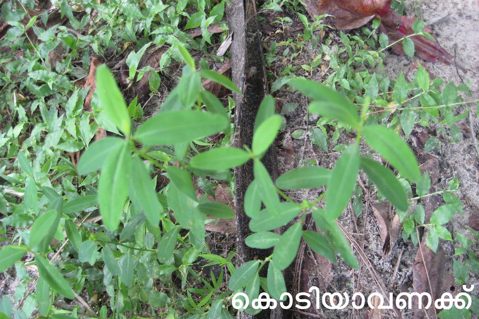 Ayurvedic Medicinal Plants in Kerala