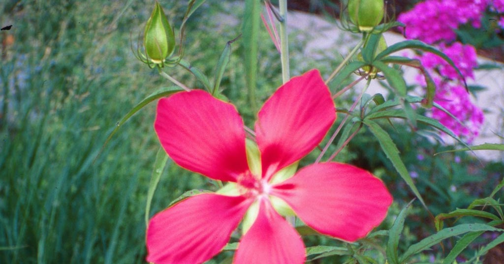 Earth and Space News Edible Scarlet Rose Mallow (Hibiscus coccineus