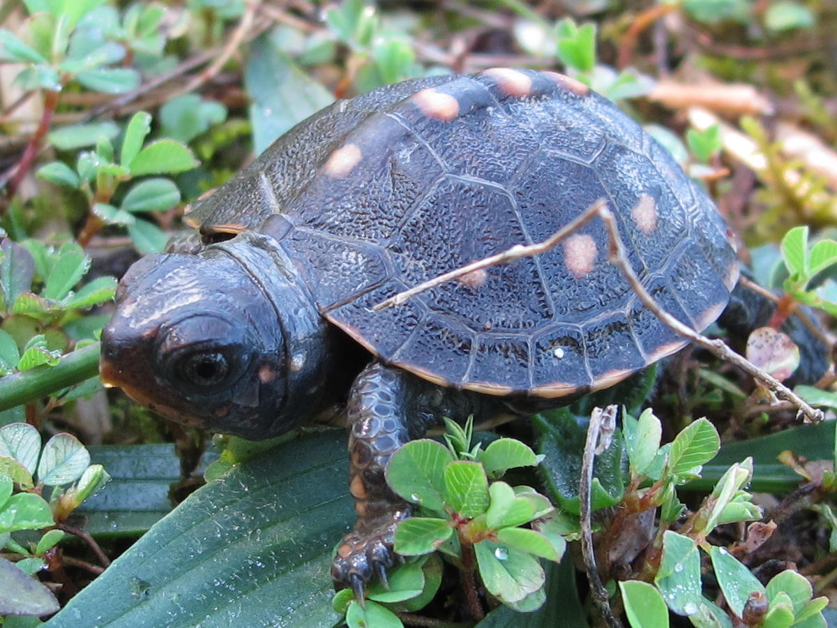Blue Jay Barrens Baby Box Turtle Blue Jay Barrens Baby Box Turtle