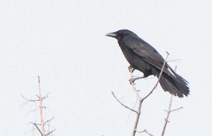 PeregrinePrints not dot com Blog: Visual ID of American vs. Fish