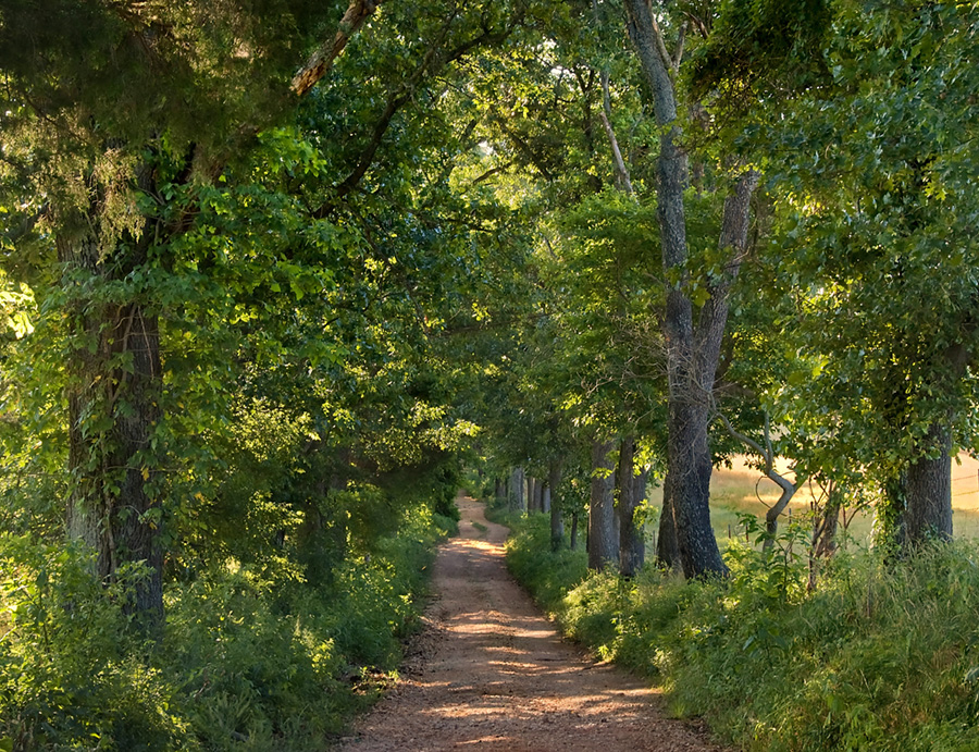 Ozark Grace Blueberry Road