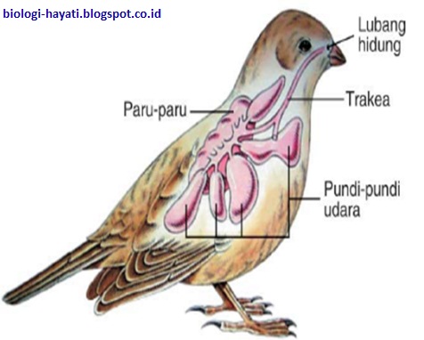  Fungsi  Organ dan Sistem Pernapasan pada  Hewan 