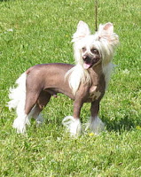 Chinese Crested dog playing in park