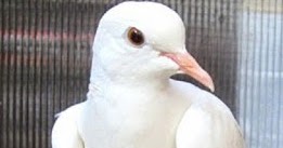 Perbedaan Burung Puter Putih Jantan Dan Betina Terkait Perbedaan