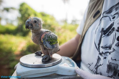 Filhote de papagaio-verdadeiro (Amazona aestiva). Espécie é vítima do tráfico de animais silvestres. Foto: Victor Moriyama Filhote de papagaio-verdadeiro, Amazona aestiva, papagaio verdadeiro, pássaros, aves do brasil, aves, natureza, extinção, tráfico de animais, animais selvagens, comprar papagaios, regularizar criação de papagaios, meio ambiente, birds, birds of Brazil, por que preservar as espécies