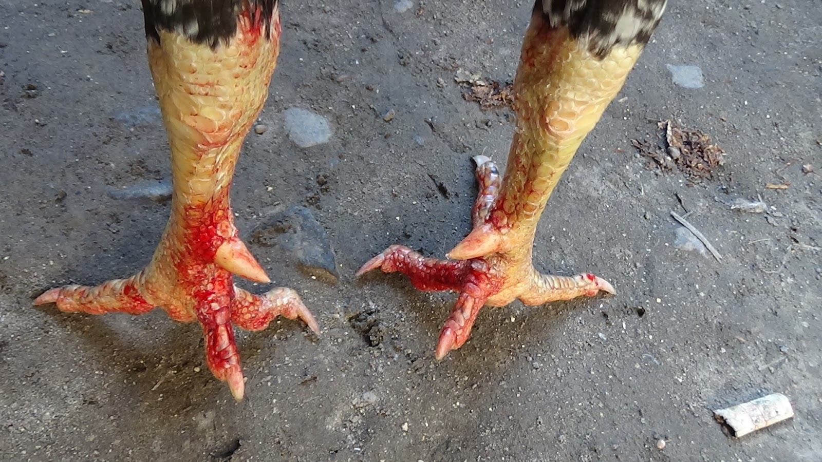 36+ Gambar Ayam Jalu, Yang Spesial!