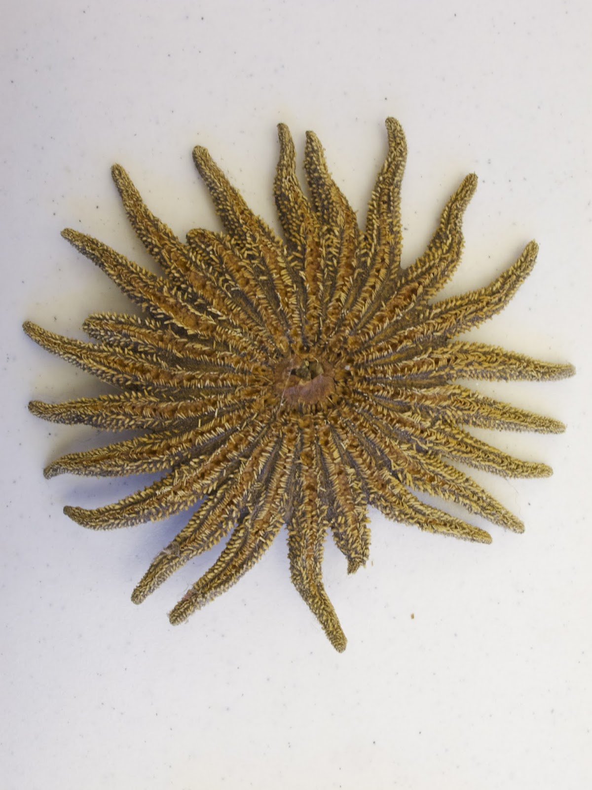 Orange Slices Sunflower Starfish orange-slices-sunflower-starfish