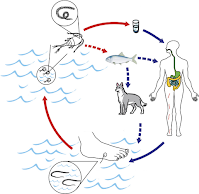 Figure showing life cycle of parasite through copepods to fish/humans/dogs and back to living in the water where they infect new copepods.
