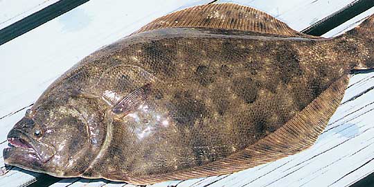 Flounder--Fishjpg