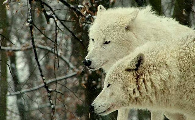 White Wolf : 20 Beliefs, Myths and Facts About Wolves You May Never ...