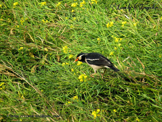 Asian Pied Starling - Gracupica contra