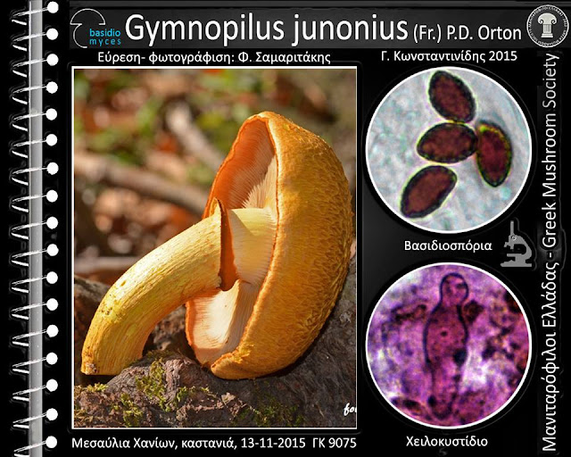 Gymnopilus junonius (Fr.) P.D. Orton
