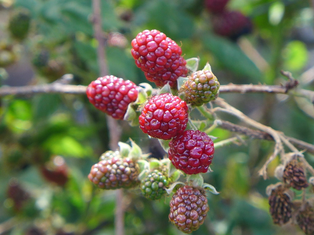 My Little Princess and Prince 21 Dec 2015 Tasmania Day 8 Sorell
