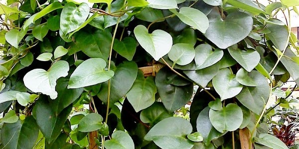 Cara Mengolah Daun Binahong untuk Berbagai Penyakit Luar dan Dalam Cara Mengolah Daun Binahong untuk Berbagai Penyakit Luar dan Dalam