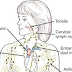 Q: When was the Last Time You Drained Your Lymph Fluids?