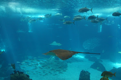 Oceanario-Parques das Naçoes-Lisbonne-Portugal