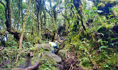 Image result for gunung irau