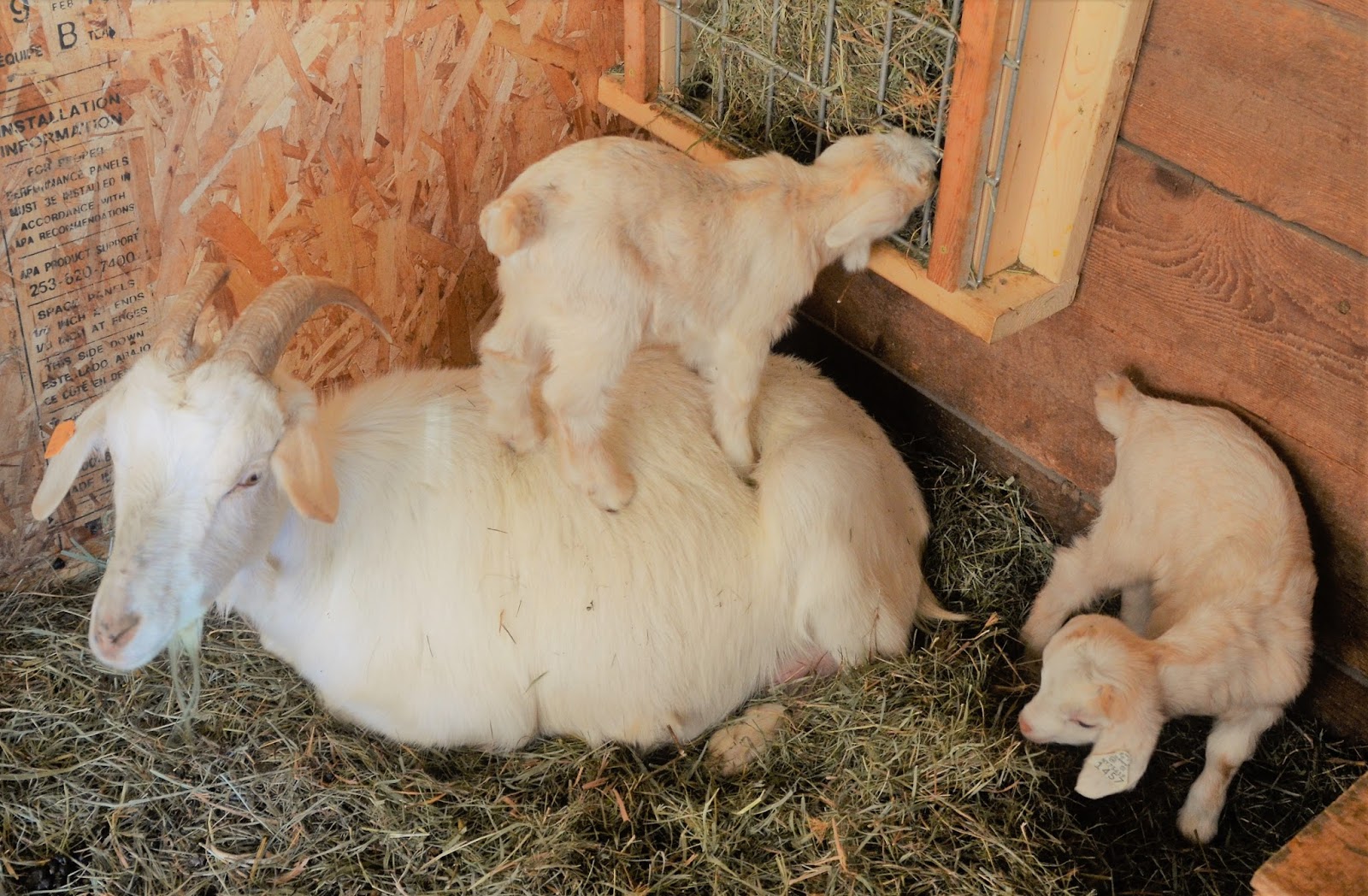 Browsing at Sunny Acres