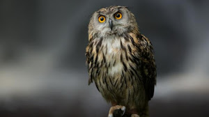 Burung hantu