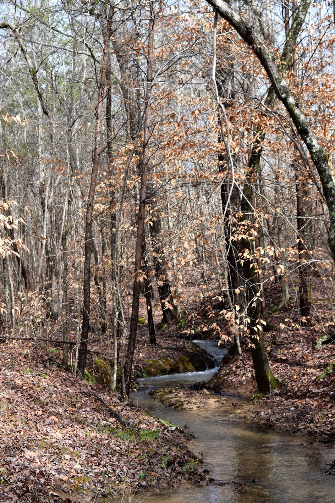 Leahaven Our Wet Weather Creek