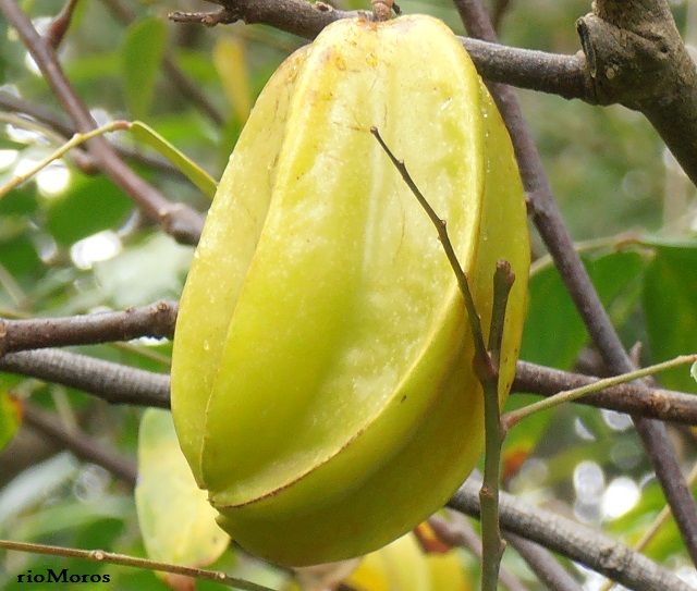 Starfruit Eksotis Atau Averrhoa Carambola Di Papan Potong Kayu Makanan Sehat Buah Gm1332303648 415188894 - Foto 5