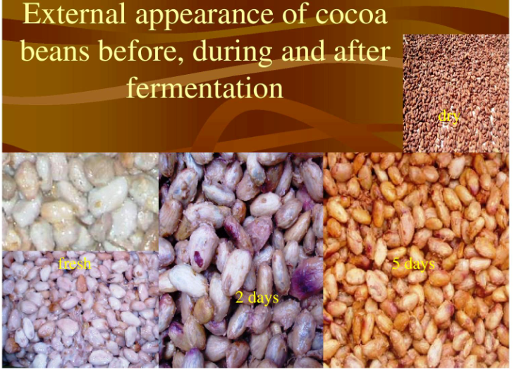 cpb_CocoaPinasBlogs Cacao Beans Fermentation process