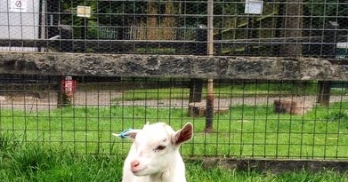 Goats Go Mad at Woodside Animal Park- my #BritMumsLive Sponsor