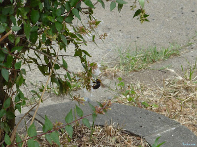 クマンバチ クマンバチ