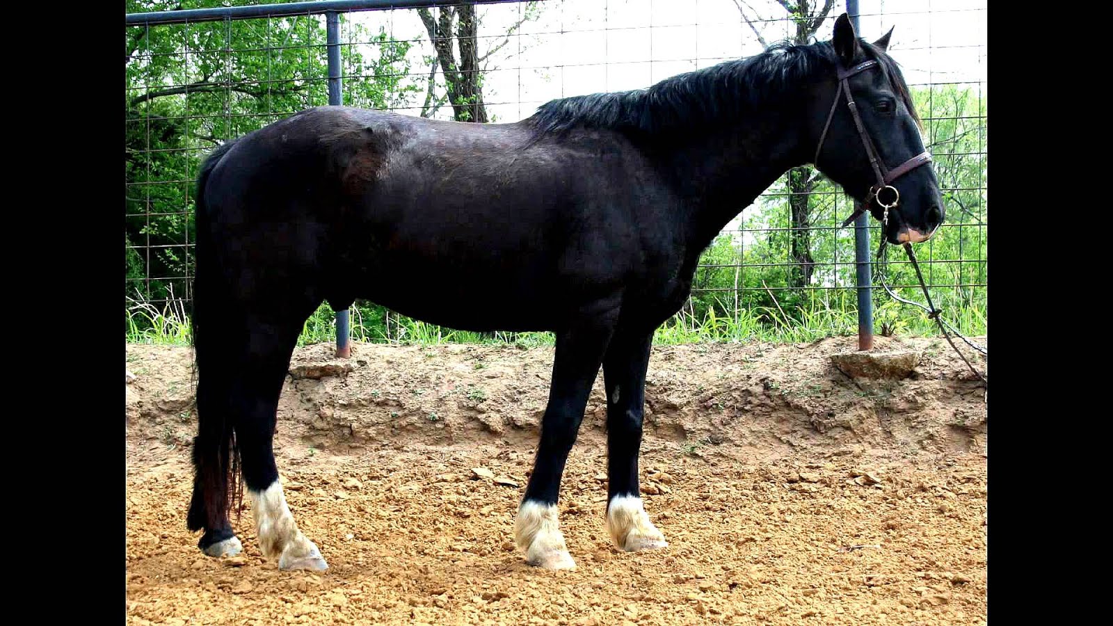 Trained Mustang Horses For Sale Horse Choices