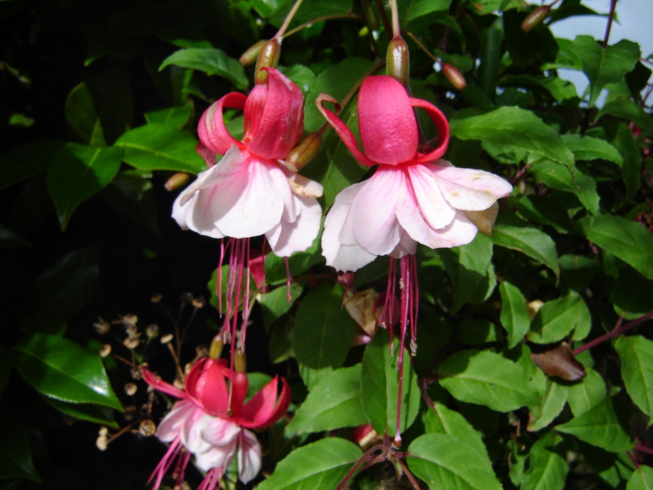 38. Exile in New Zealand Names of common flowers